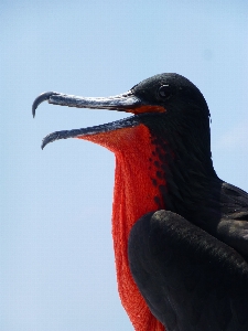 Bird wing seabird red Photo