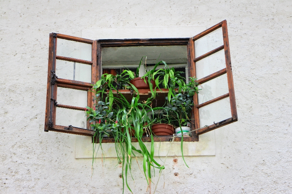 Madera flor ventana viejo