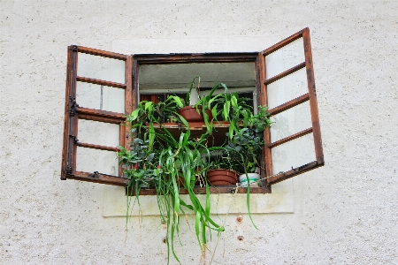 Foto Madeira flor janela velho