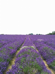 自然 植物 场地 草地 照片