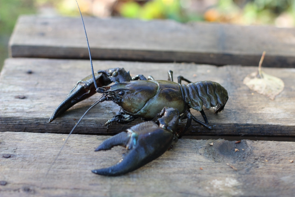 Makanan serangga laut fauna