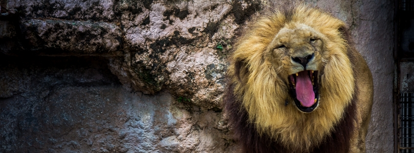 Foto Animais selvagens jardim zoológico mamífero barcelona