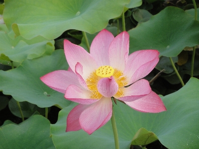 植物 花 花弁 池 写真