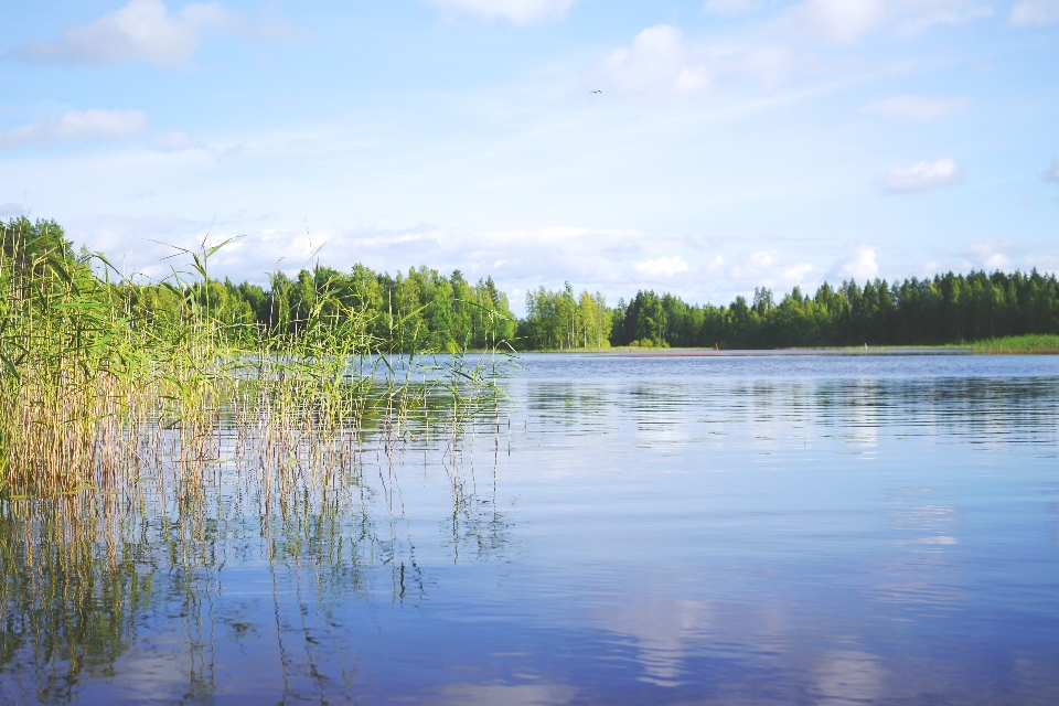 Paysage arbre eau nature