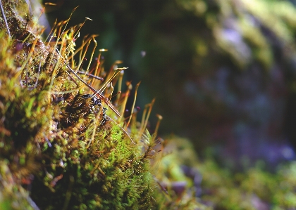 Tree nature forest grass Photo