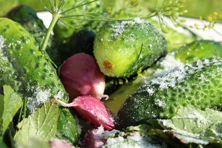 Plant leaf flower food Photo