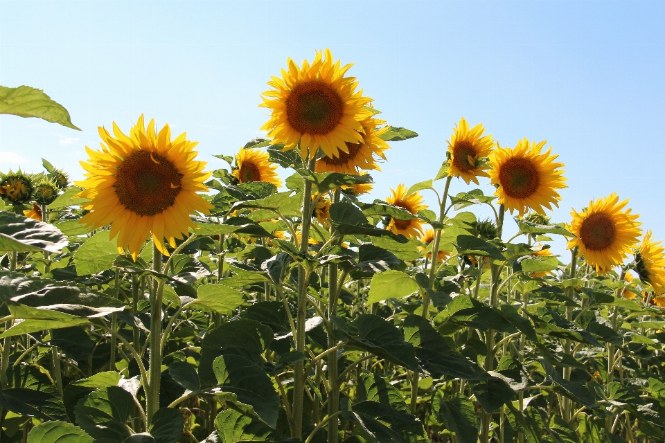 Usine champ prairie
 fleur