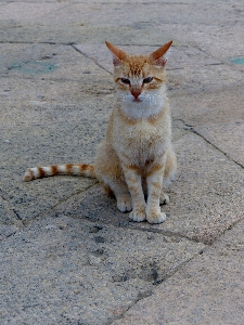 Foto Anak kucing mamalia fauna