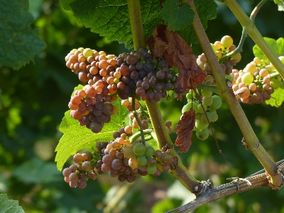 Tree branch plant grape Photo