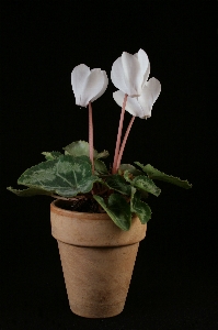 植物 白 花 花弁 写真