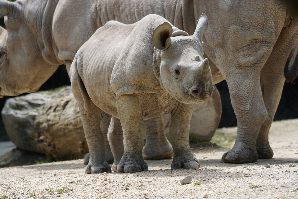 レクリエーション 野生動物 動物園 若い