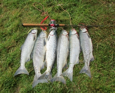 野生 食事 食べ物 釣り 写真