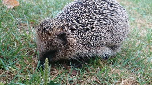 Natur stachelig
 tier tierwelt Foto