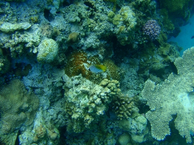 Sea diving underwater biology Photo