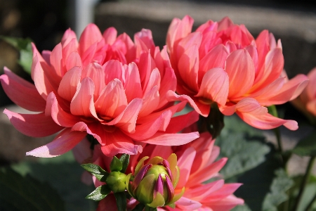 Foto Florecer planta flor pétalo