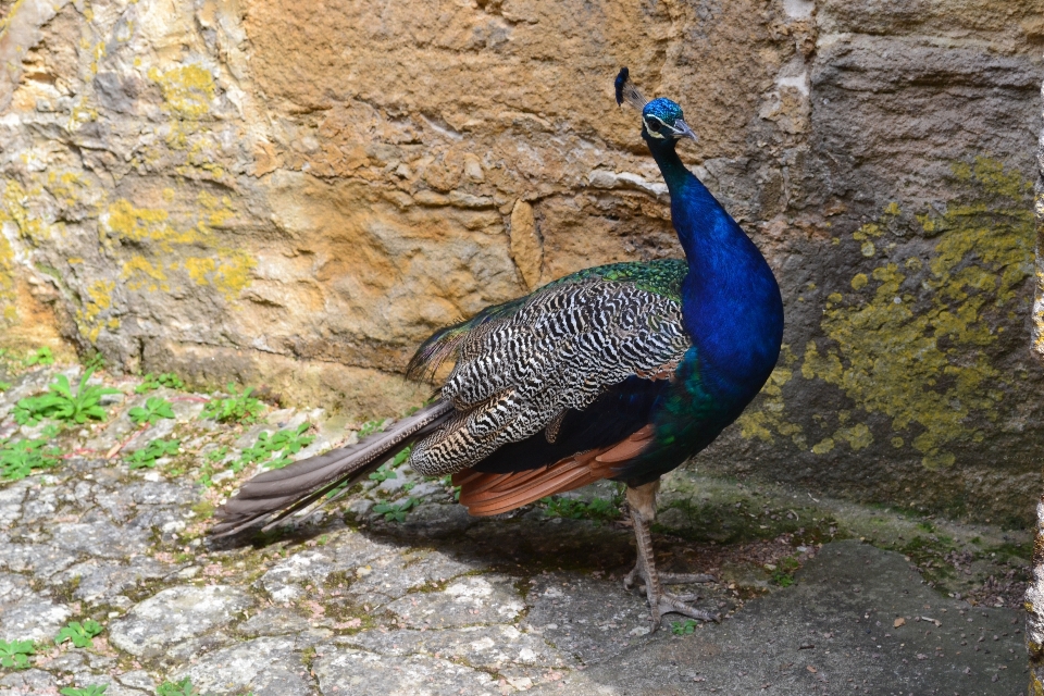 Burung margasatwa fauna merak