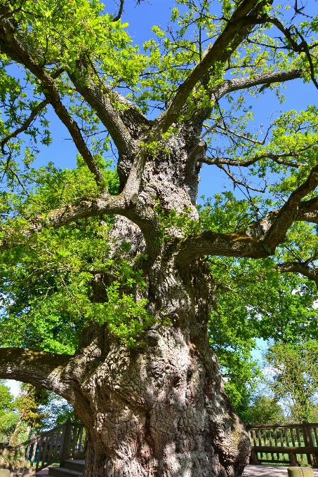 árbol bosque rama planta