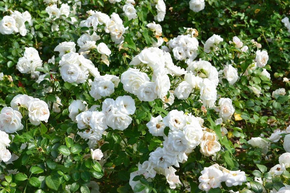 Natur blüte anlage blume