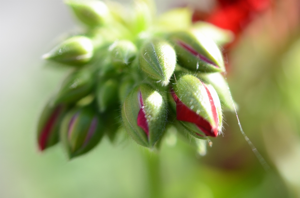 Nature branch blossom plant