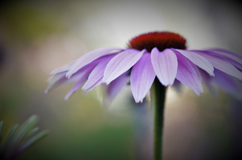 Natureza florescer plantar fotografia