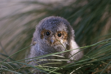 Photo Nature oiseau mignon faune