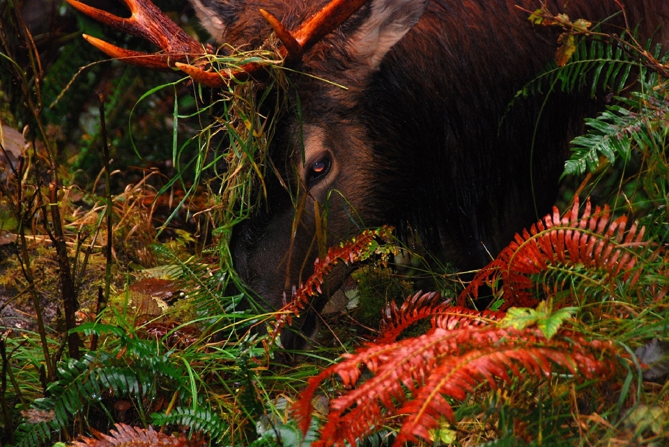 Natur wald tierwelt wild