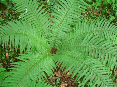 Nature growth plant leaf Photo