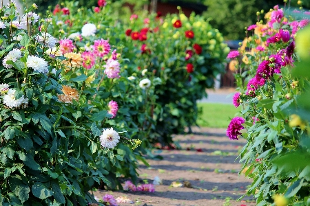 Nature blossom plant white Photo