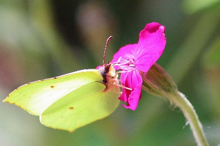 Nature blossom wing plant Photo