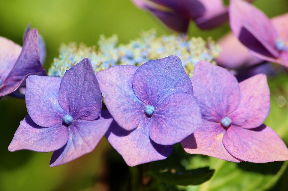 Natura fiore pianta viola