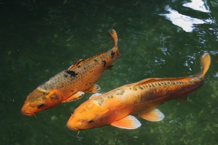 水 濡れた 魚 鯉
 写真