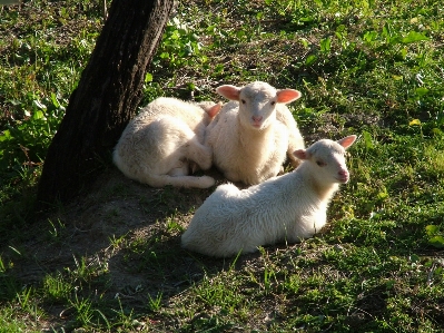 Nature grass wildlife goat Photo