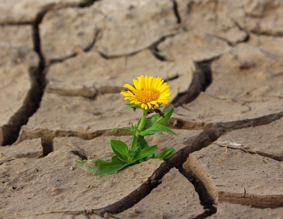 Plant leaf desert flower