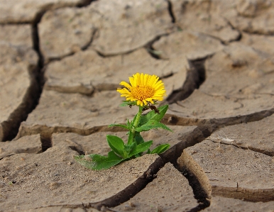 Plant leaf desert flower Photo