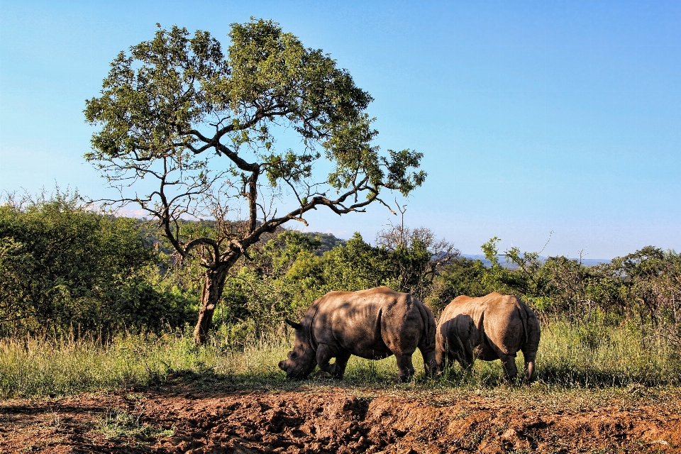 Wildnis
 prärie
 abenteuer tierwelt