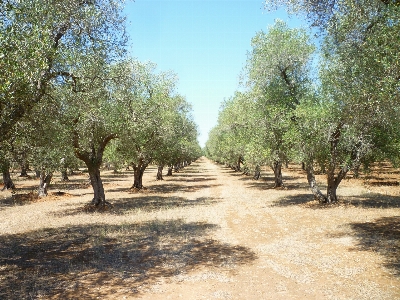 Tree trail green ranch Photo