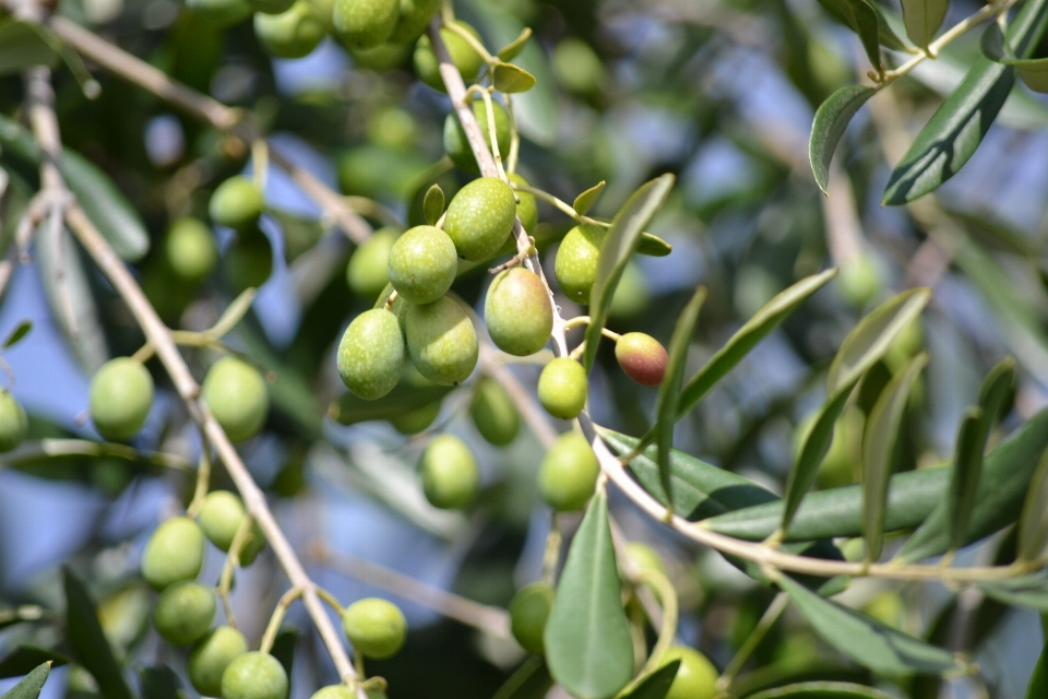 Tree branch plant fruit