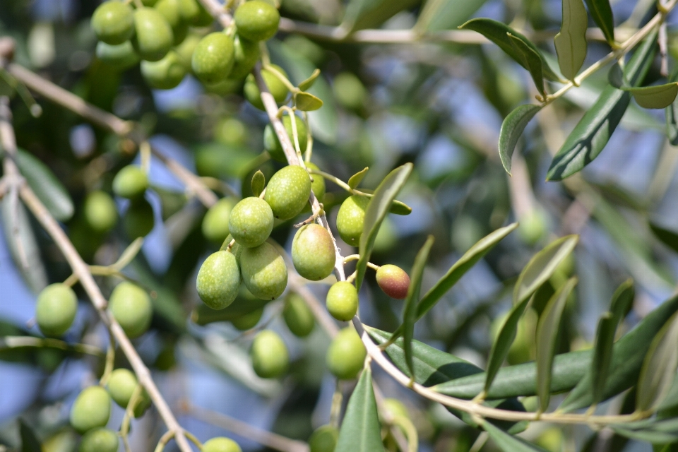 Tree branch plant fruit