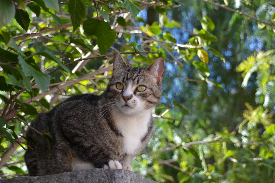 Tree flower wildlife kitten