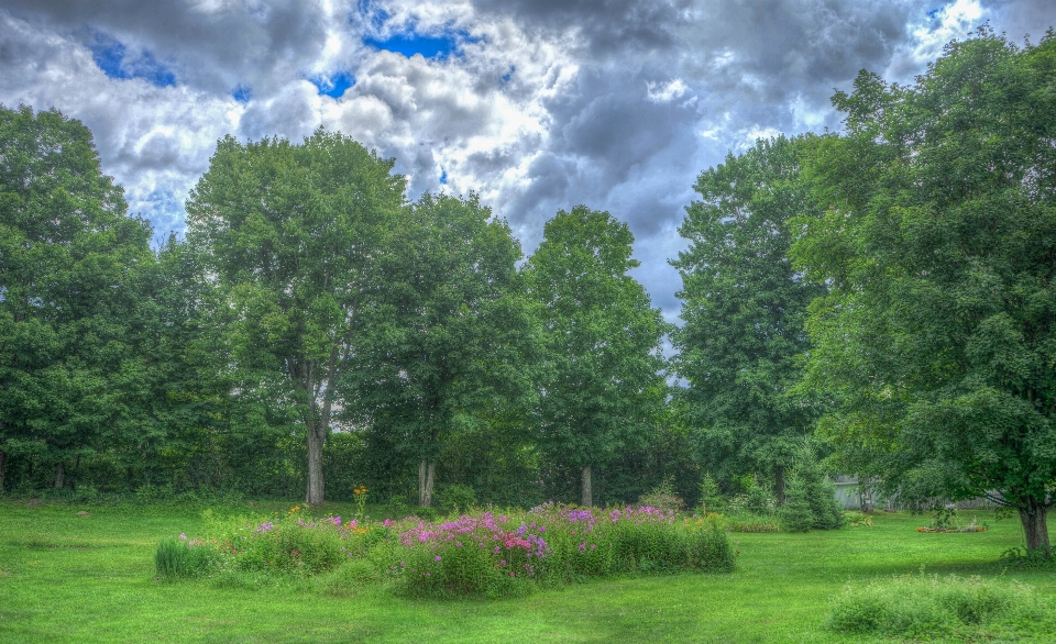 Paesaggio albero natura foresta