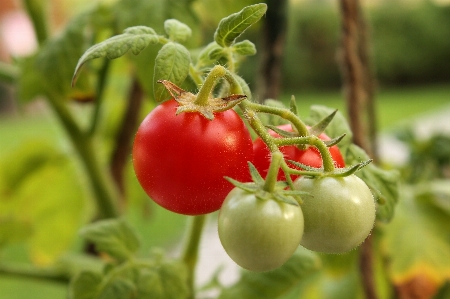 Group plant fruit stem Photo