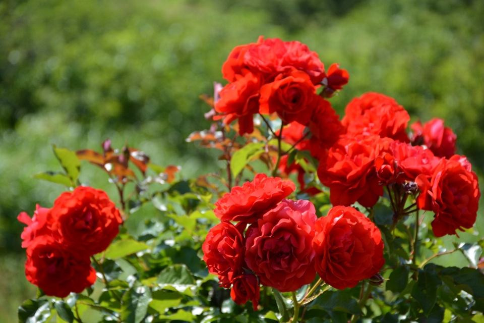 Plant flower petal rose