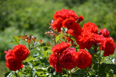 Plant flower petal rose Photo