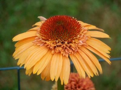 Nature blossom plant leaf Photo