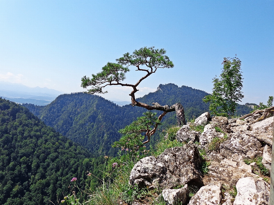 Paesaggio albero natura foresta