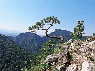 Landscape tree nature forest Photo