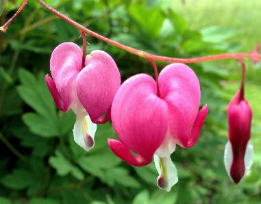 Blossom plant flower petal Photo