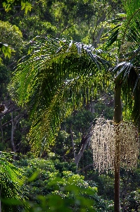 Landscape tree nature forest Photo