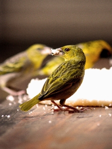 自然 アウトドア ブランチ 鳥 写真