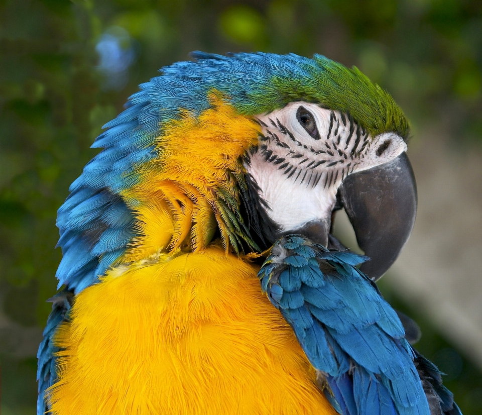 Vogel flügel tierwelt porträt